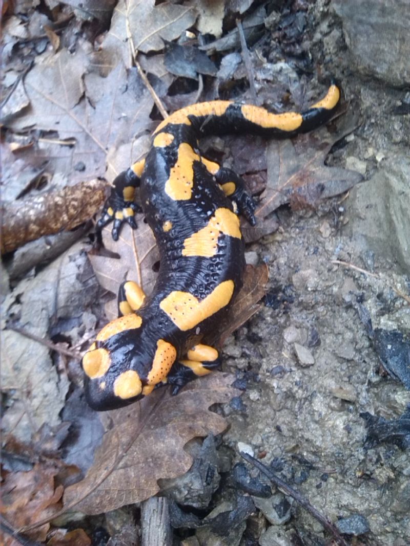 Salamandra pezzata dell''alta val Trebbia